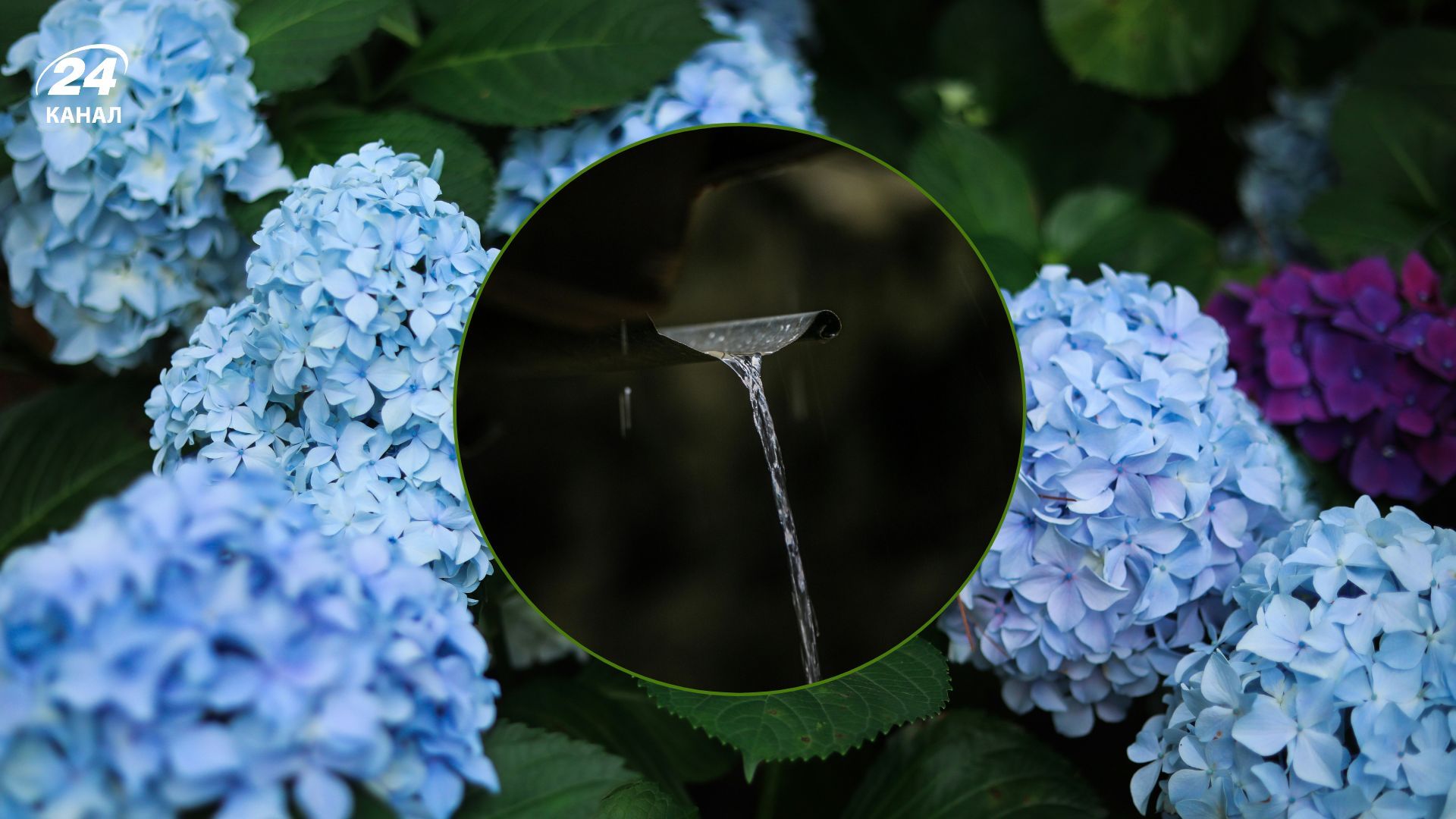 Дощова впливає на колір гортензій