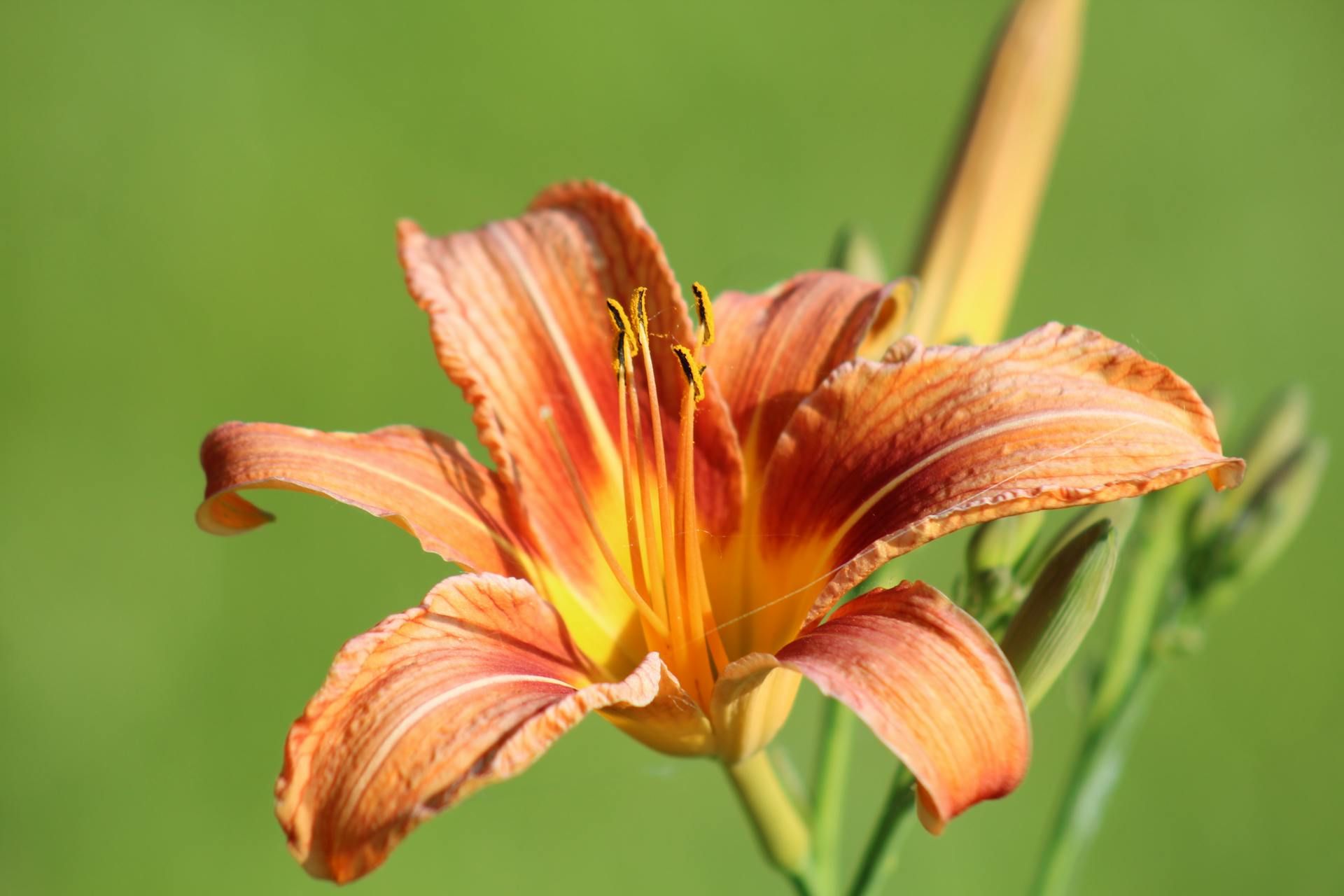 Несколько многолетников растут очень быстро Несколько многолетников растут очень быстро