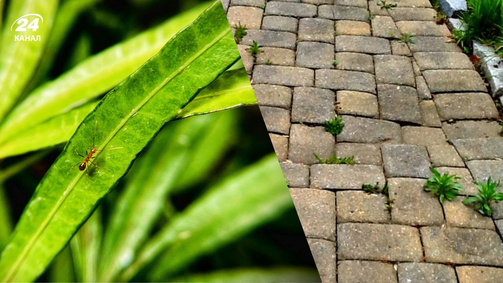 Простые способы использования уксуса в саду Простые способы использования уксуса в саду