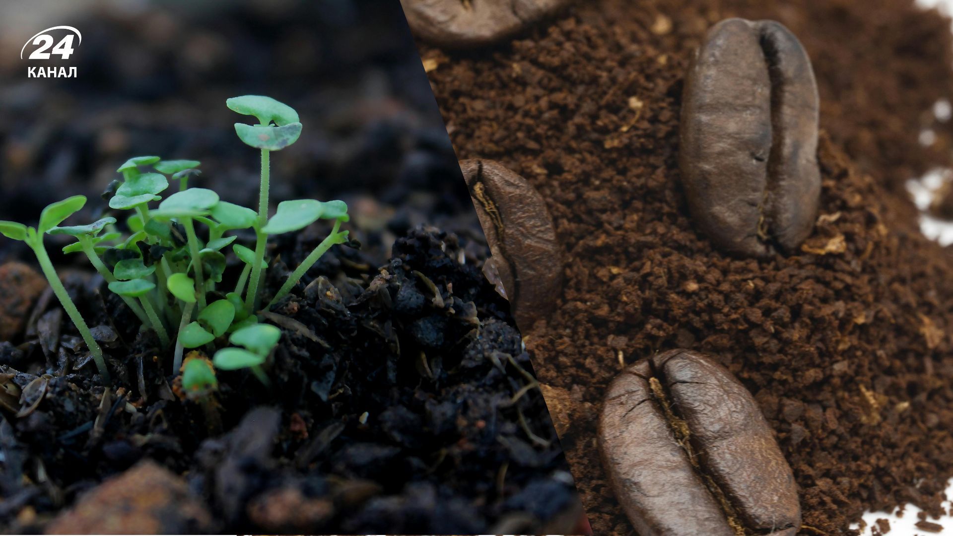 Не викидайте кавову гущу: це цінне добриво обожнюють усі дачники