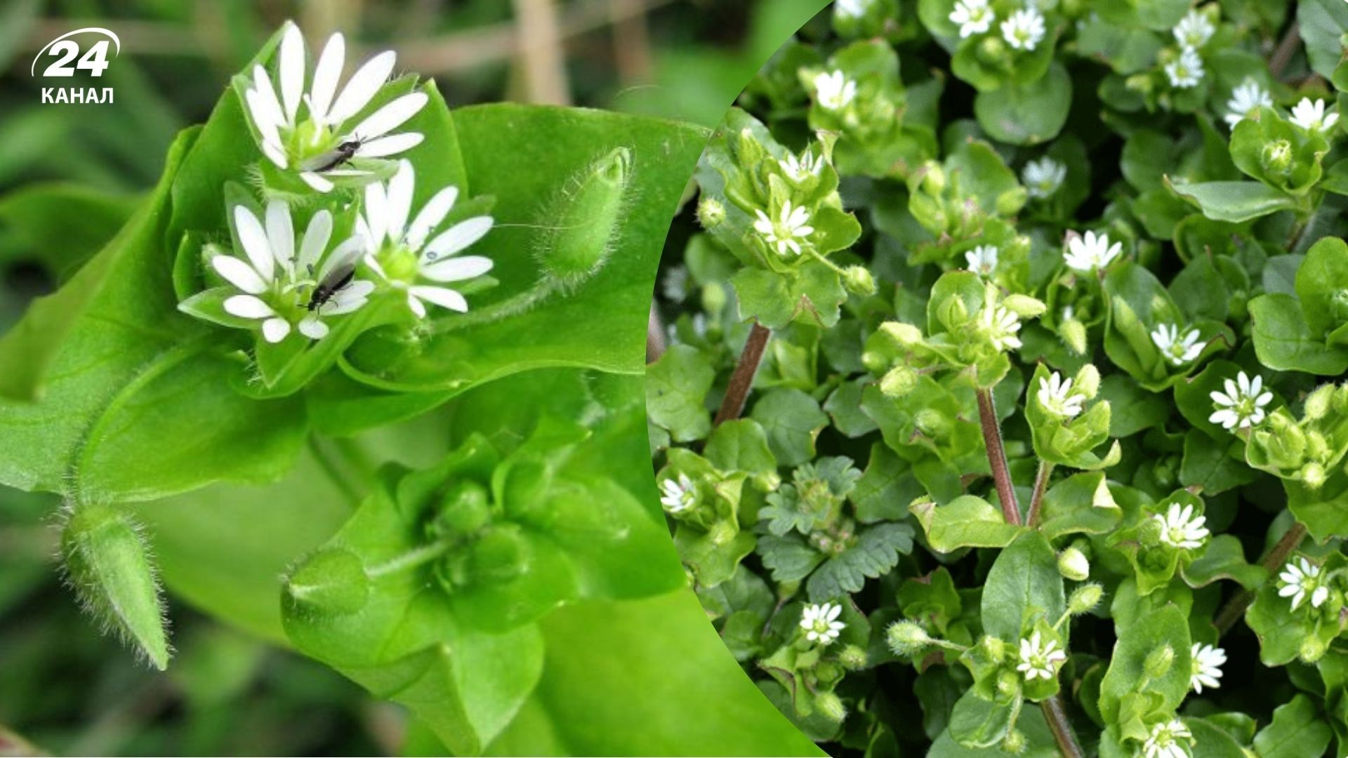 Мокрицу с огорода легко вывести