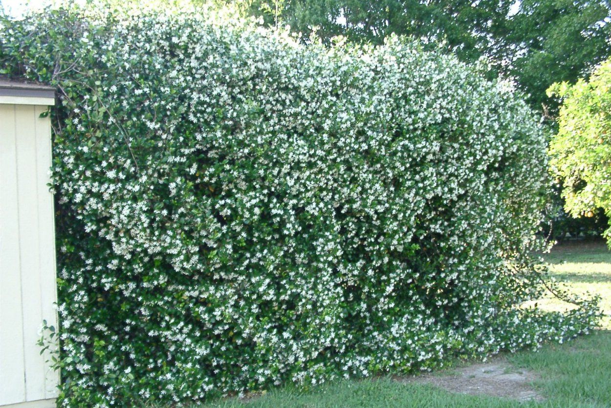 Жимолость можно сажать вместо туи