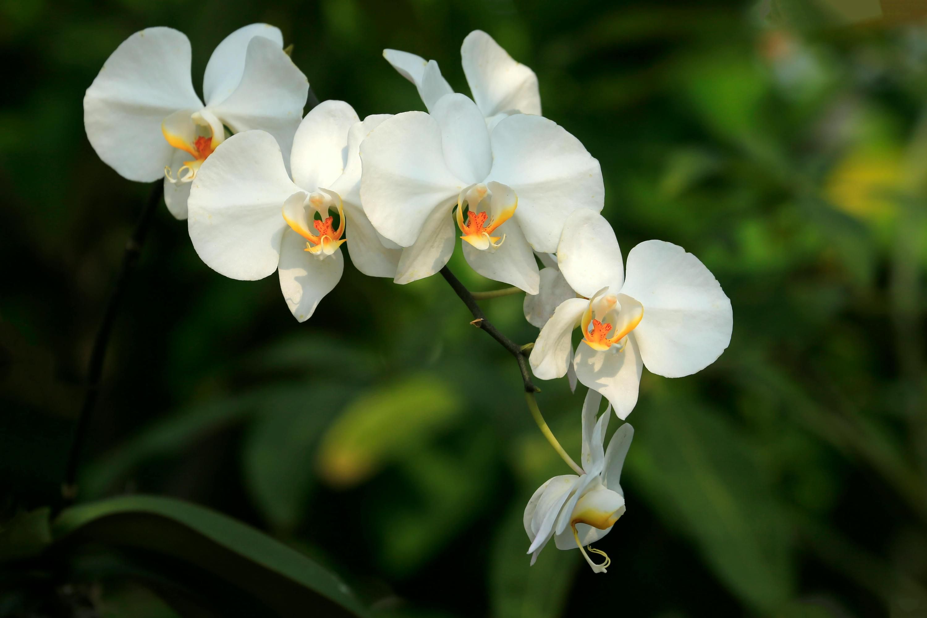 Цвітіння орхідеї можна відновити Цвітіння орхідеї можна відновити