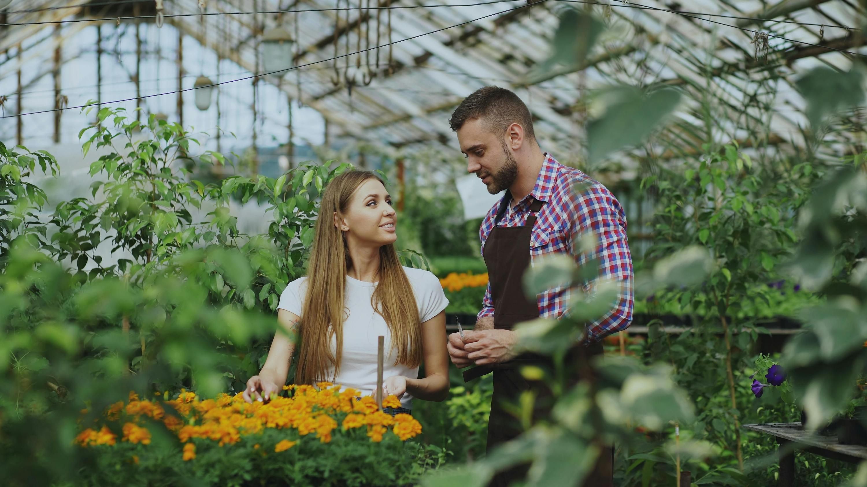 Кукурузный крахмал можно использовать в саду Кукурузный крахмал можно использовать в саду