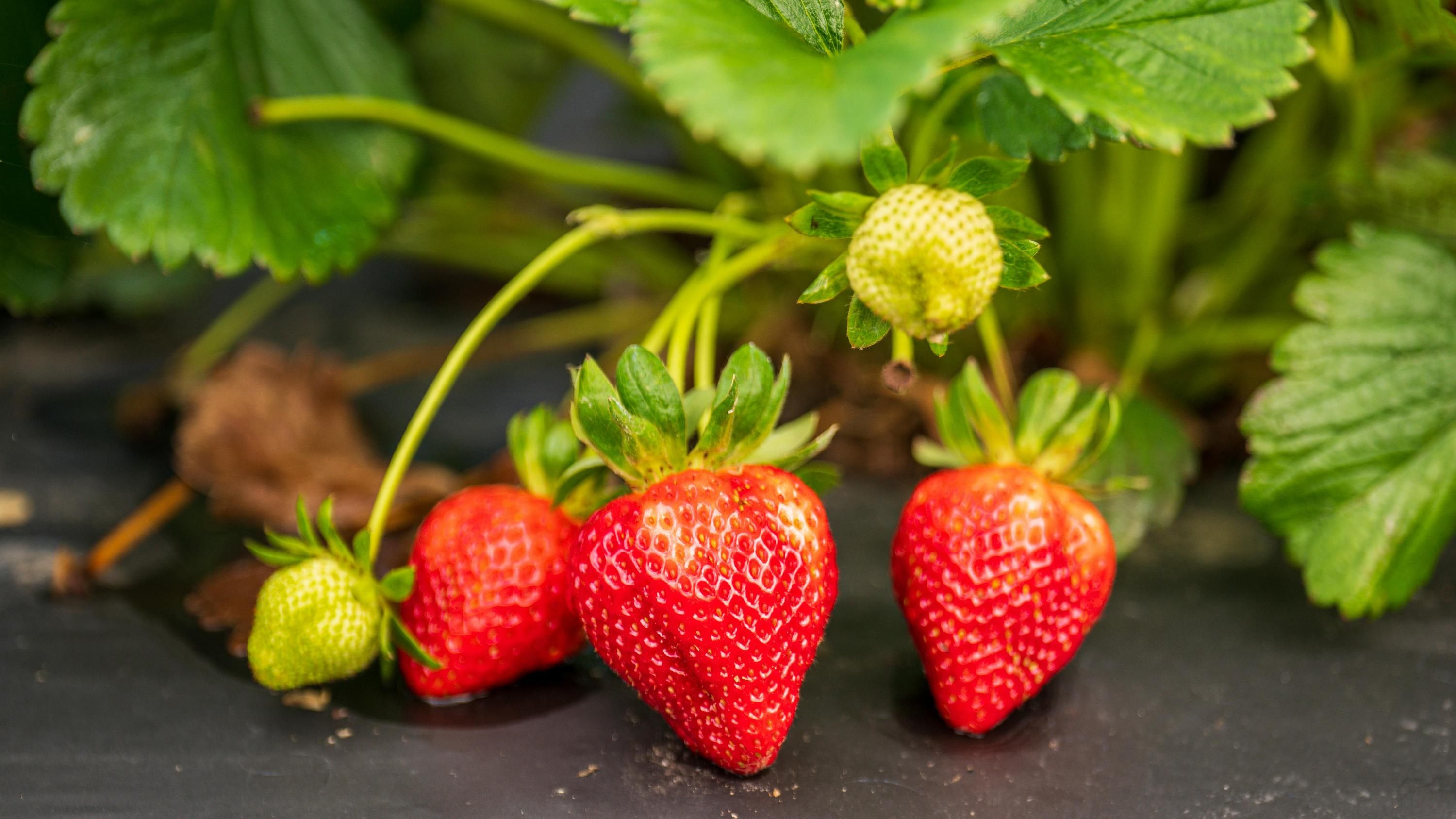 3 найкращі сорти полуниці