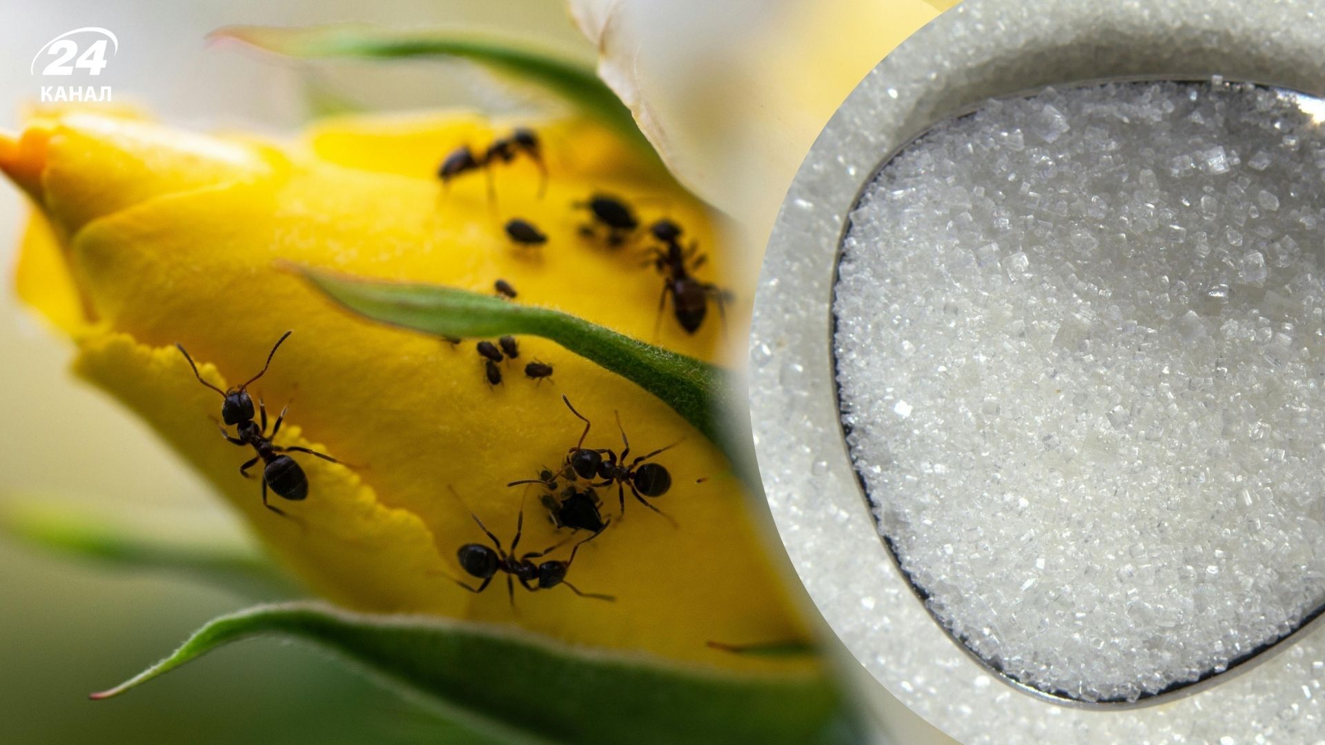 Сахарная ловушка поможет вывести муравьев из сада