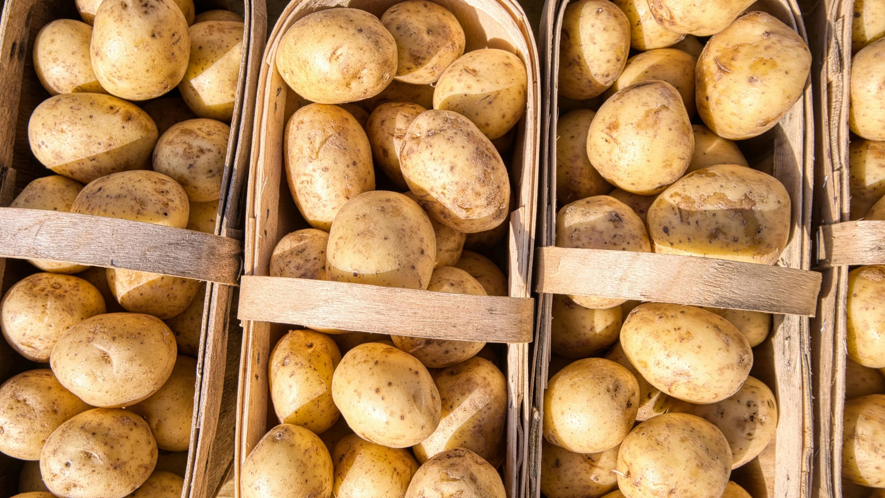 Дачник назвав найкращі сорти картоплі