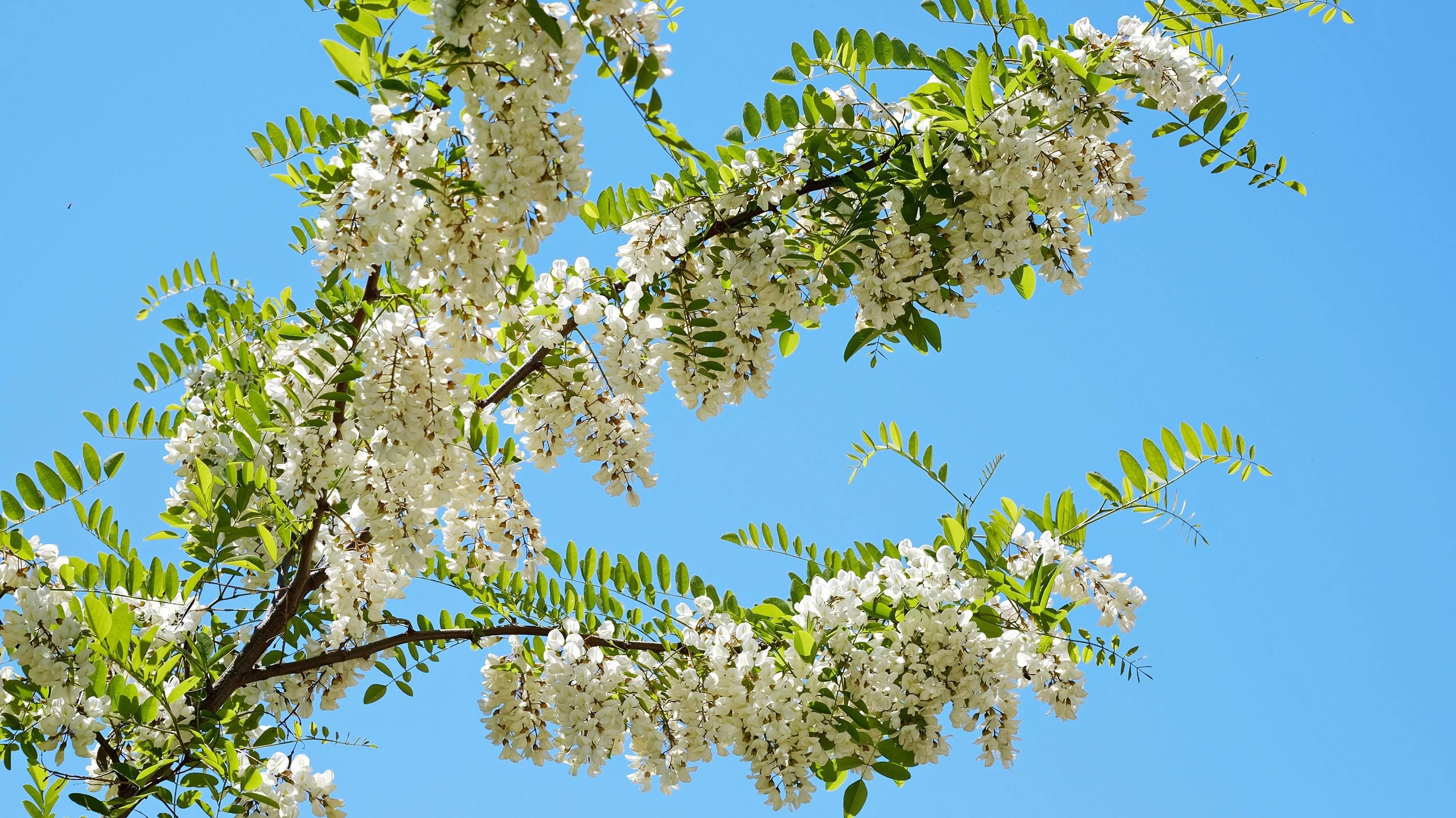 Чорна акація є інвазивною рослиною