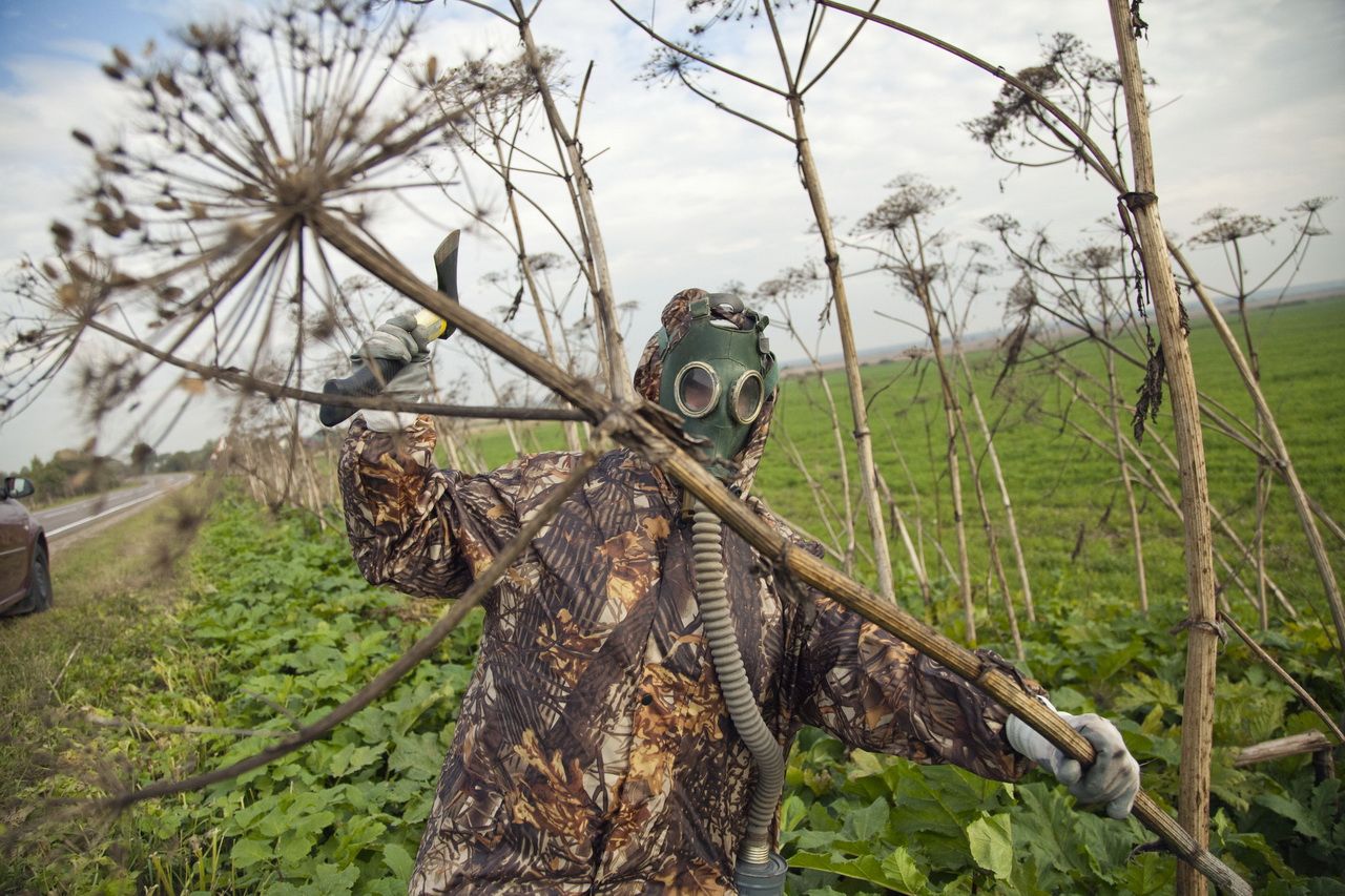 Пирій та борщівник можна вивести 