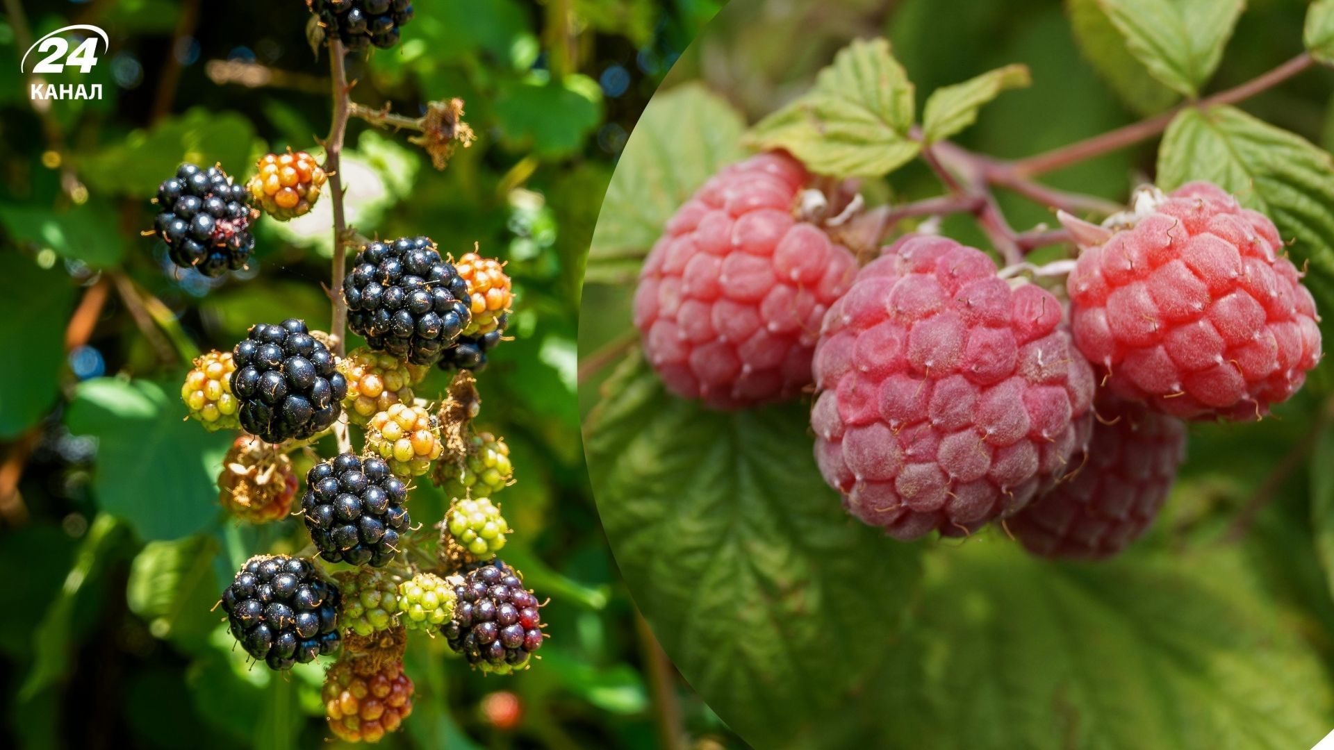 Садівники розповіли, які ягоди можна садити у квітні