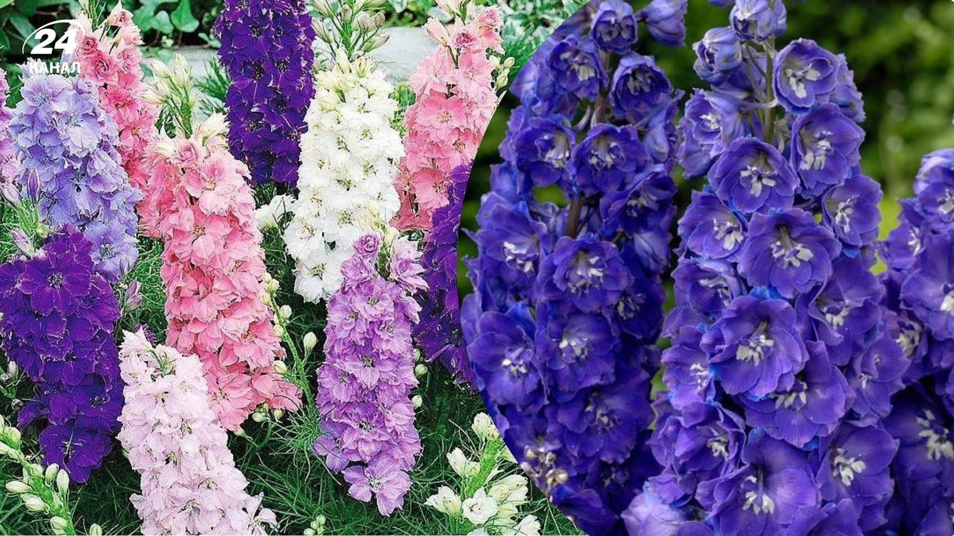 Дельфиниумы могут цвести дважды за сезон Дельфиниумы могут цвести дважды за сезон