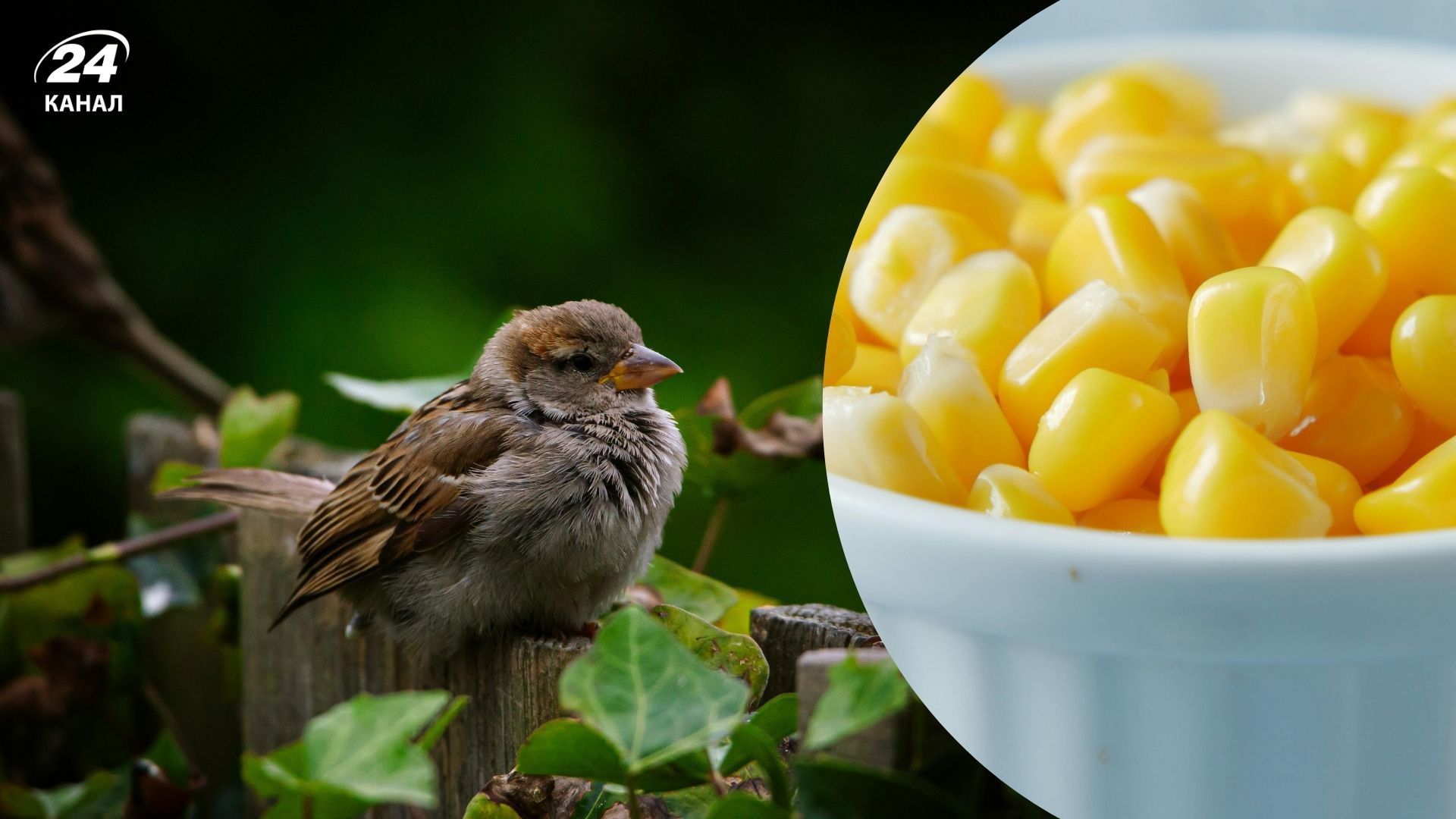 Птахів можна підгодовувати кукурудзою
