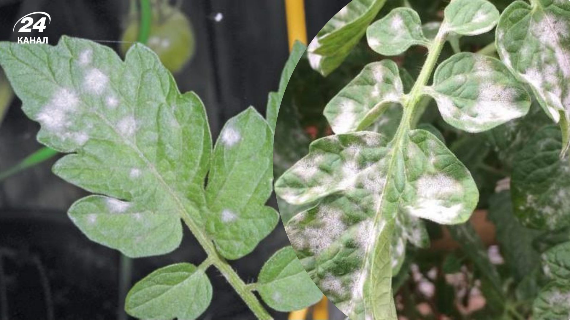 Названы причины побеления листьев у растений Названы причины побеления листьев у растений