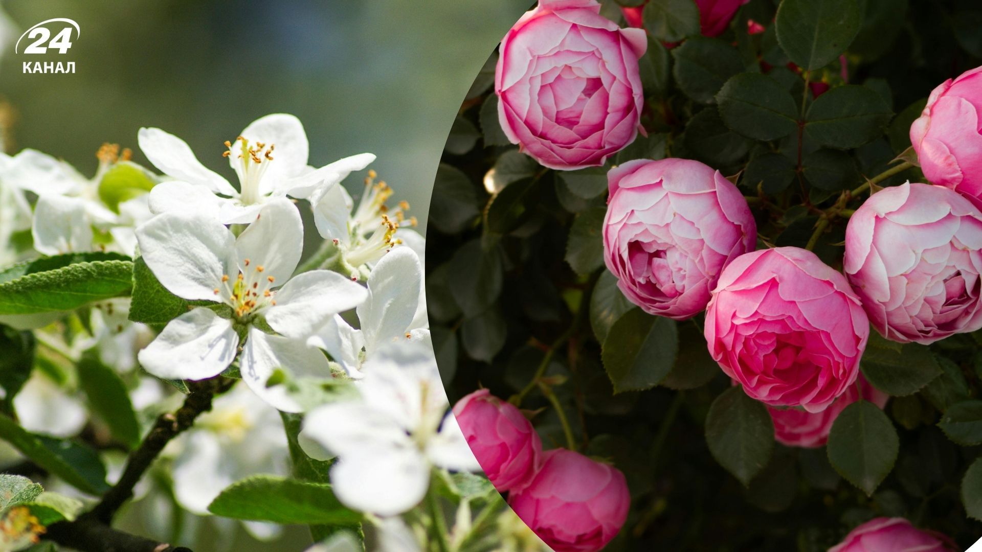 Рослини, які потрібно обрізати у квітні Рослини, які потрібно обрізати у квітні