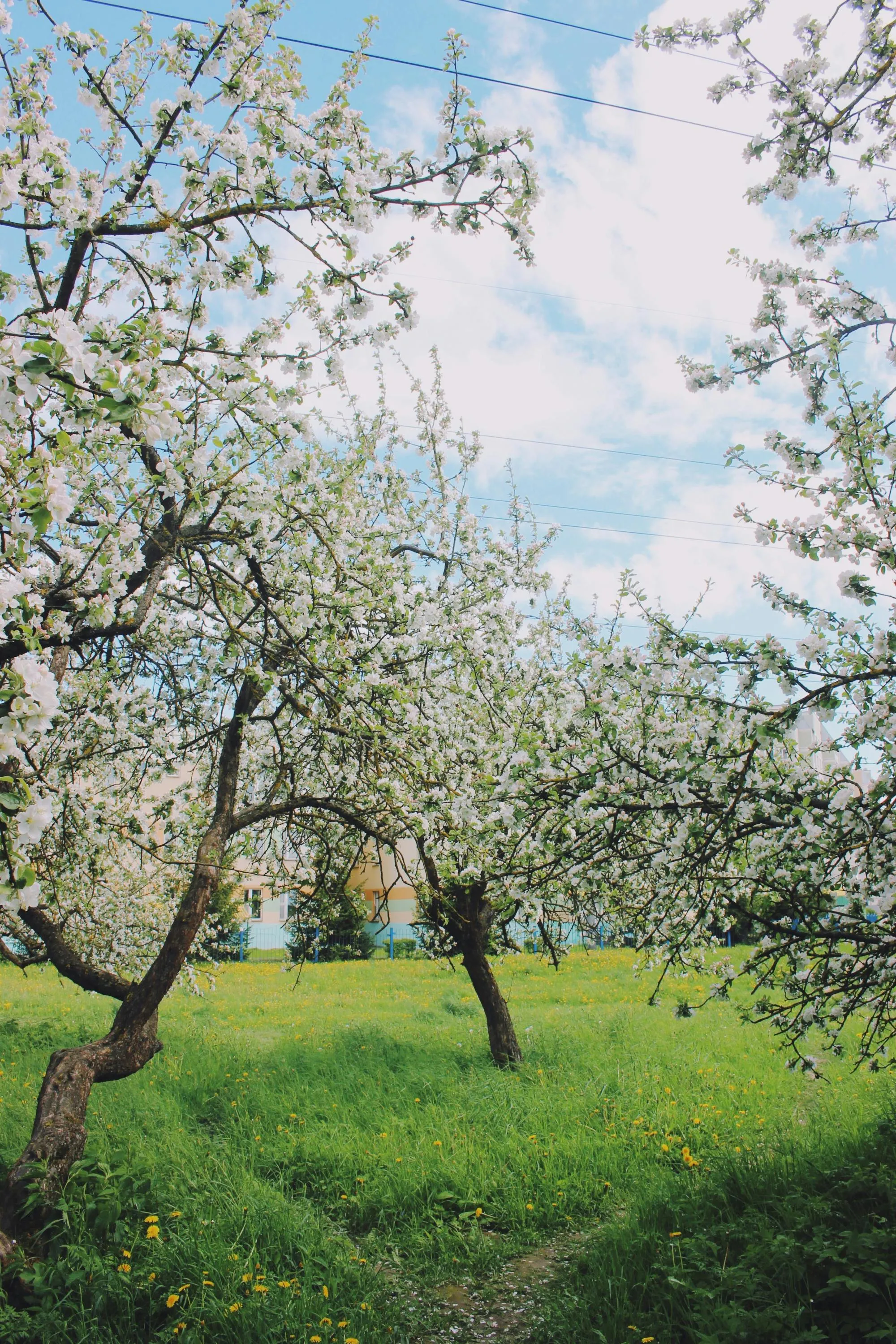Яблуню потрібно обрізати ще до цвітіння / Фото Pexels
