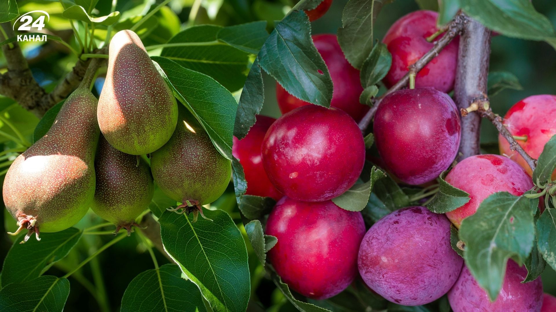 Фруктові дерева, які мало хворіють і не приваблююьь шкідників Фруктові дерева, які мало хворіють і не приваблююьь шкідників