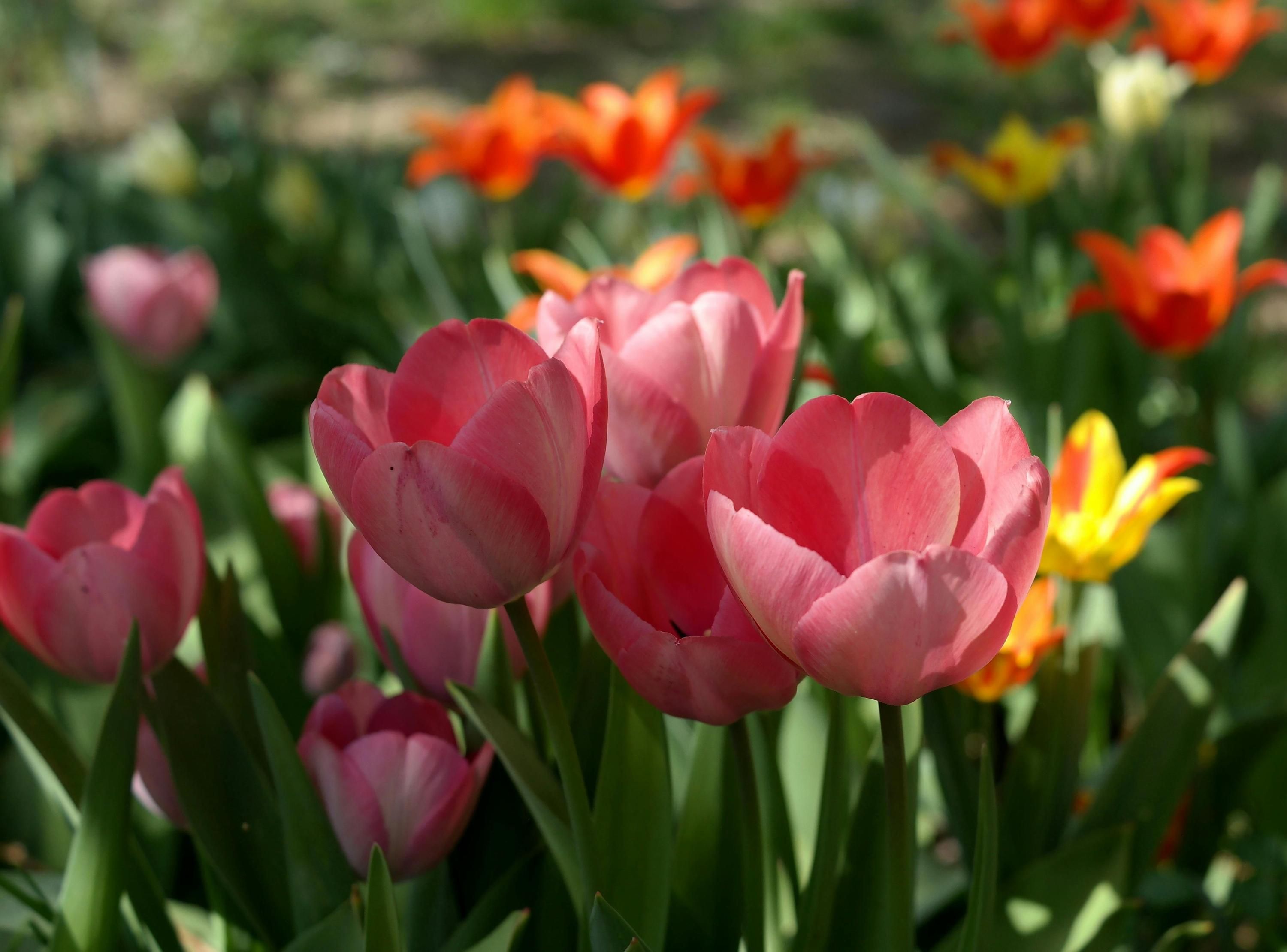 Садівник розповів, чому в'януть тюльпани