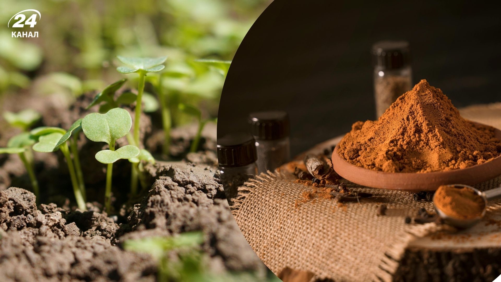 Кориця допоможе дачникам у квітні