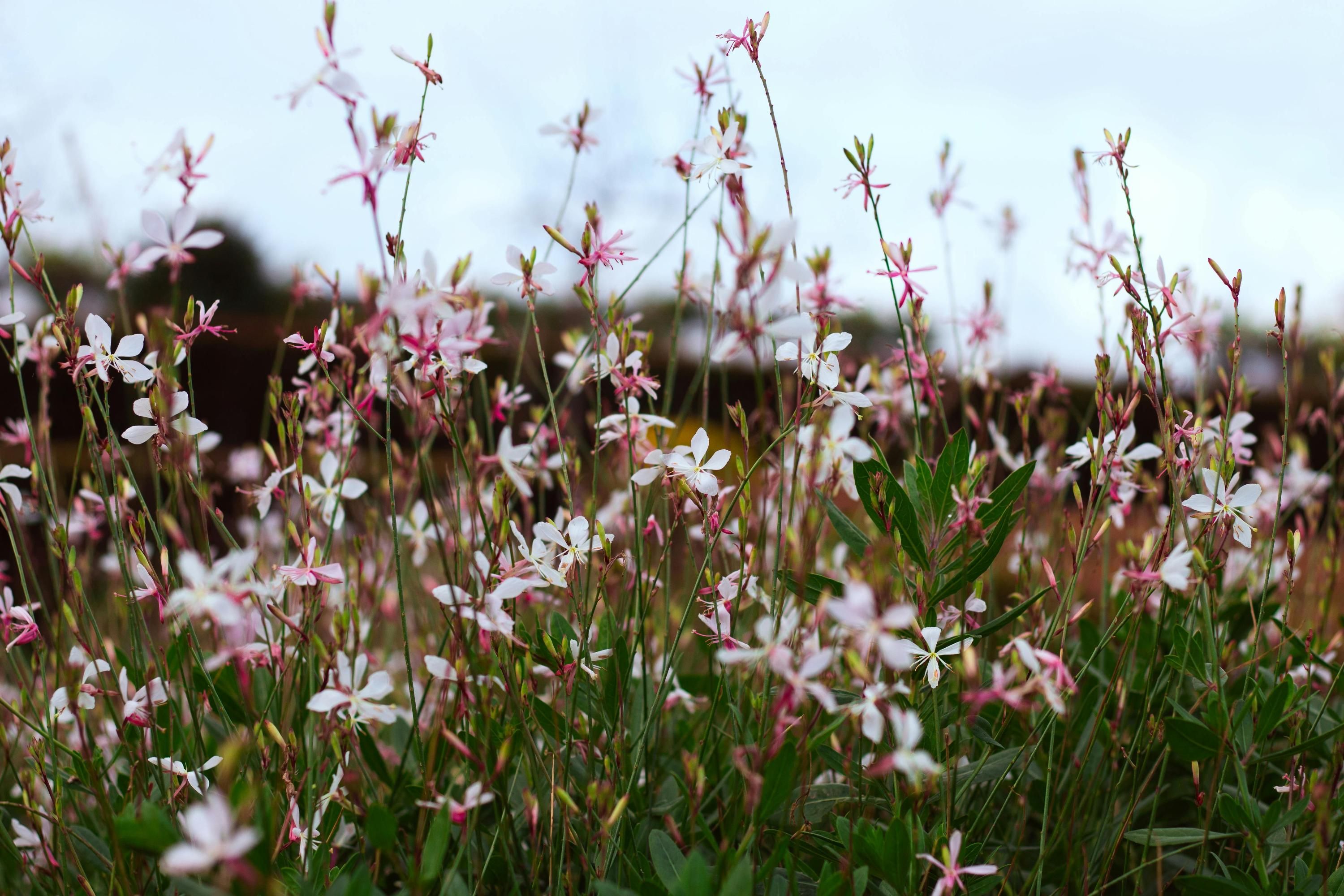 Цветы гауда не перестают цвести до ноября Цветы гауда не перестают цвести до ноября