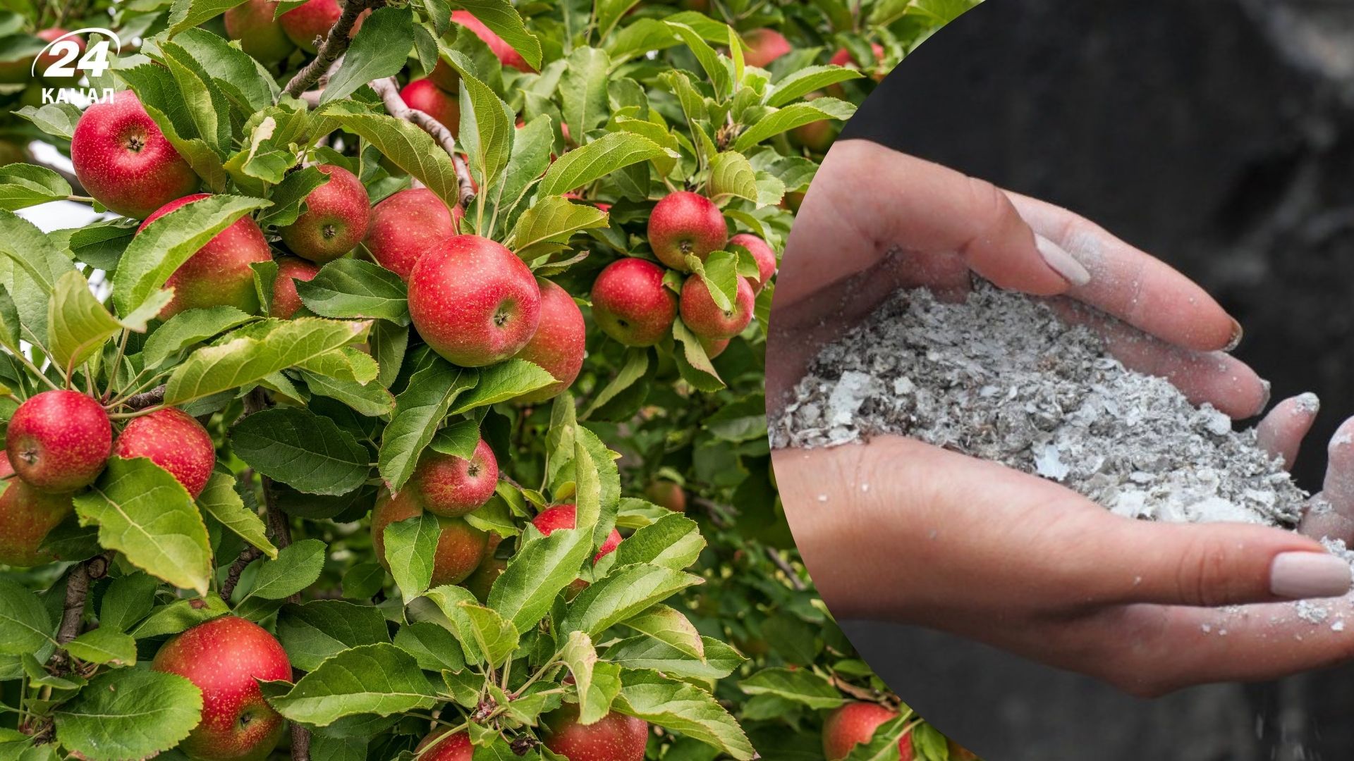 Деревна зола покращить плоди яблуні