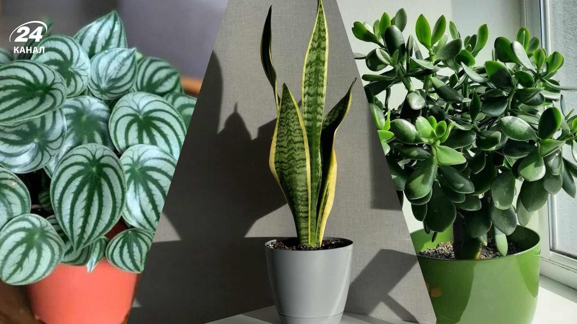 Рослини, які добре підходять для маленьких квартир