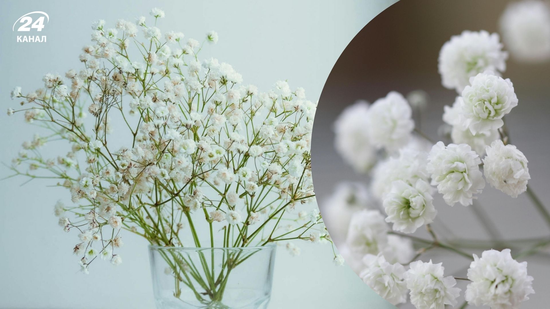 Гипсофила снова становится популярной Гипсофила снова становится популярной