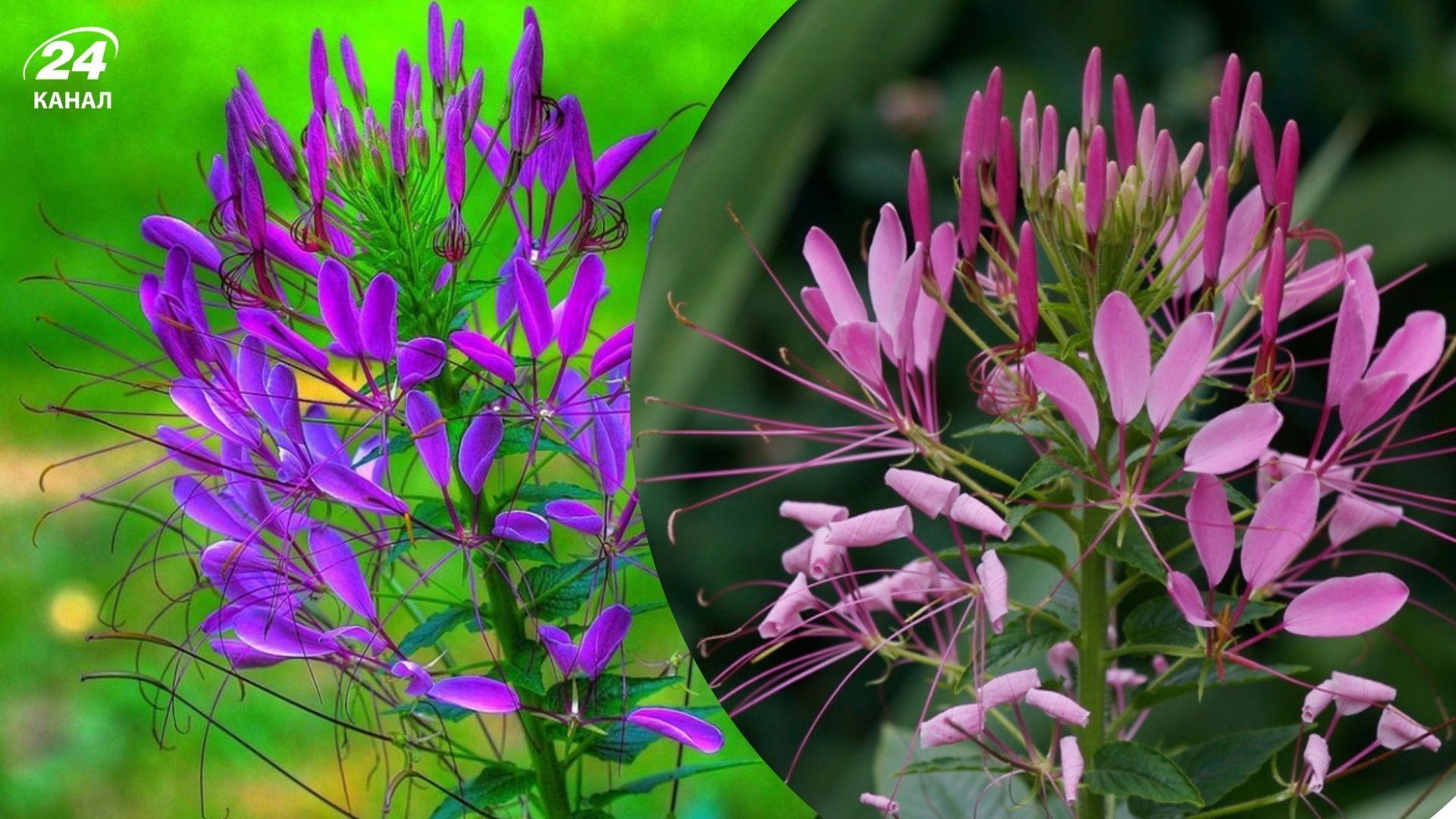 Клеома виглядає дуже красиво