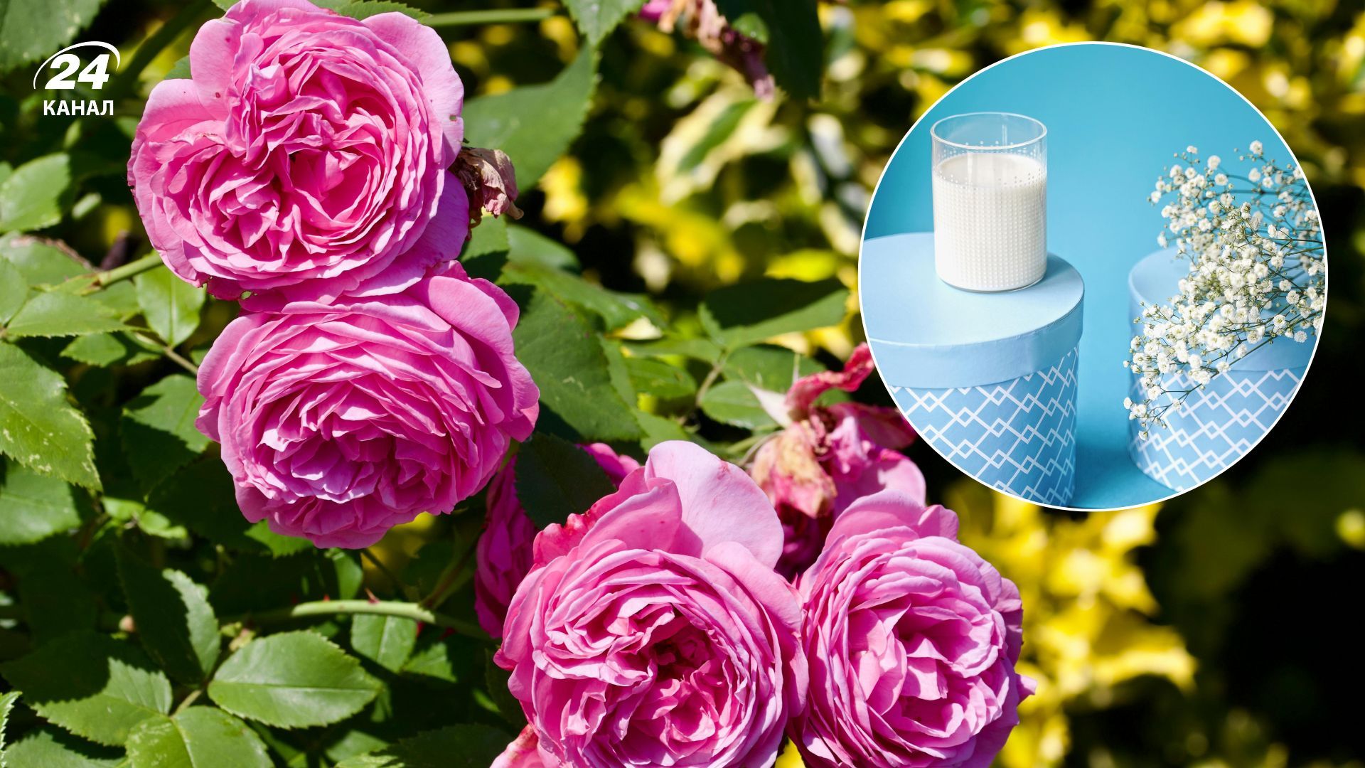 Молоко уберегает кусты роз от распространённых болезней