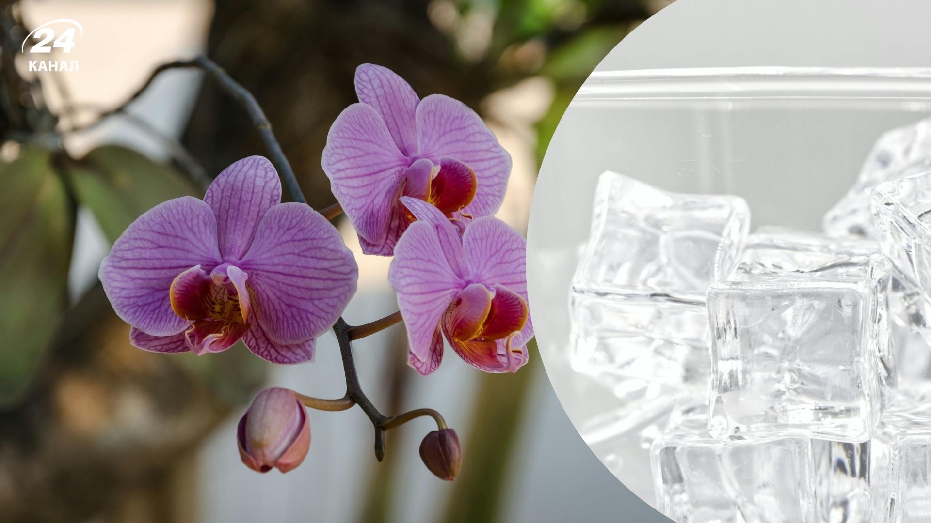 Простий спосіб поливу орхідей