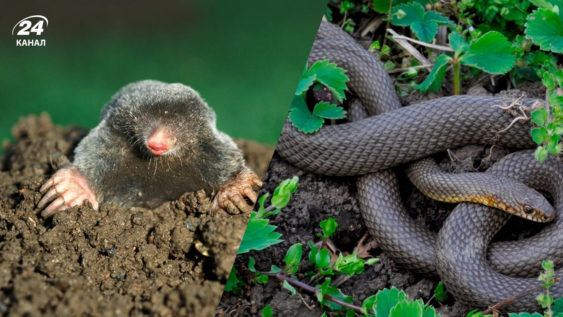 Одна рослина відлякає шкідників різким запахом