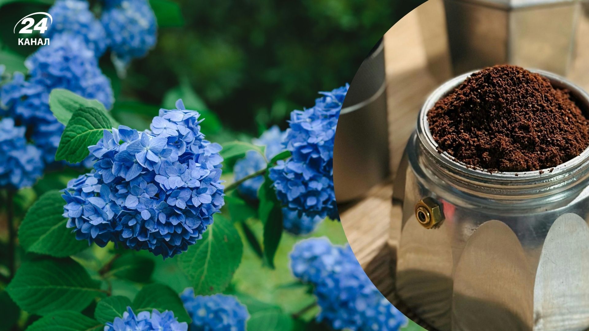 Кофейная гуща хорошо подпитывает гортензии