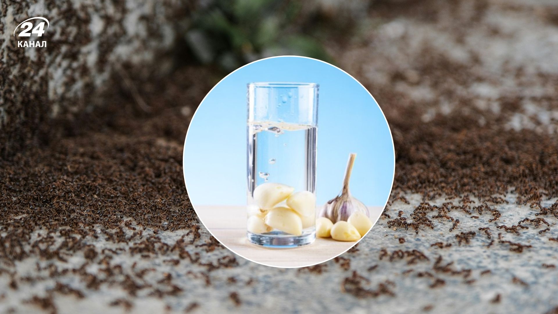 Мурах з саду можна легко відлякати 