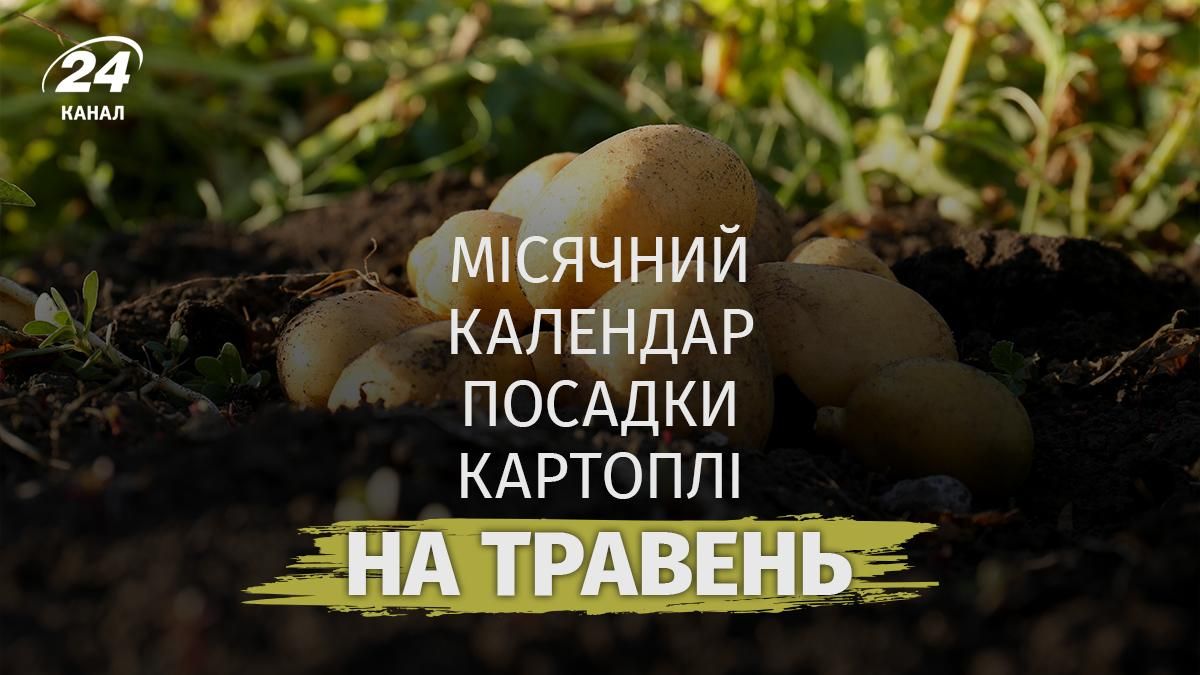 Лунный календарь посадки картофеля